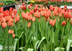 Tulipa Charade ® (2)